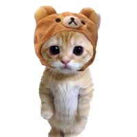 CATWIFHAT token artwork