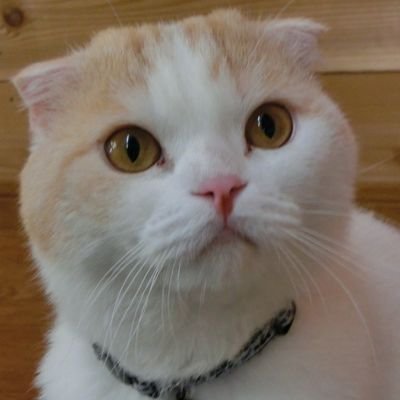 Cat Cafe token artwork